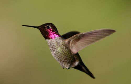 photo of hummingbird