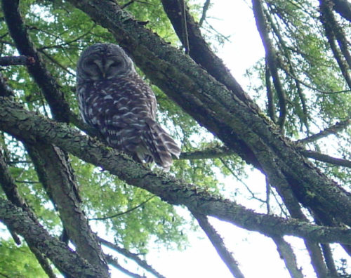 photo of owl in tree